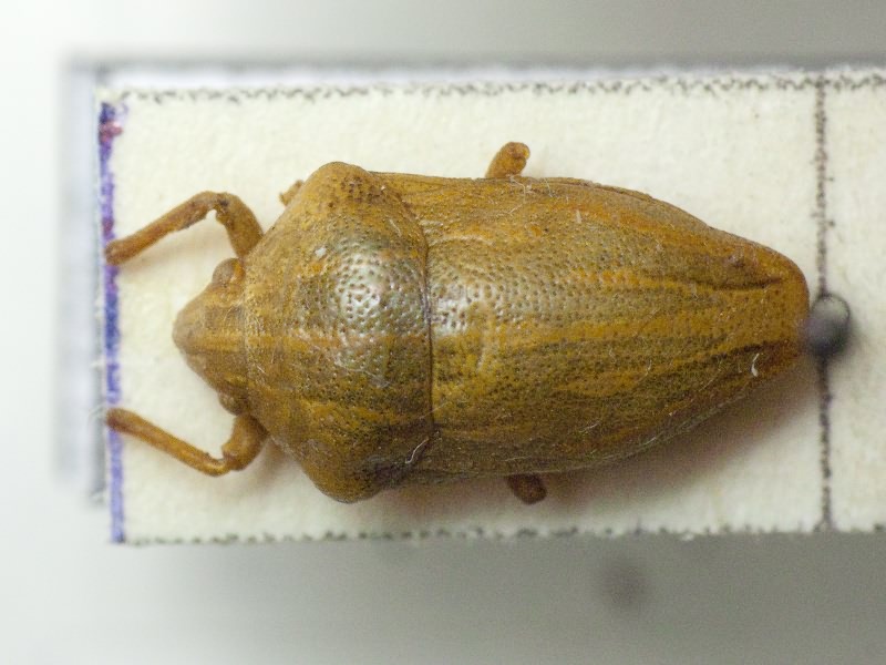 Odontotarsus angustatus Jakovlev, 1884